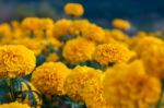 American Marigold Yellow Calendula Blooming In Garden Background, Soverign Tagetes Erecta L Stock Photo