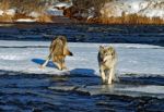 Alpha Male & Female Wolves Stock Photo