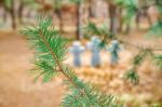 Pine Branch Closeup Stock Photo