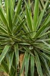 Palm Trees Stock Photo