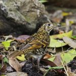 Scaly Thrush Stock Photo