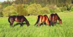 Cute Horses In The Alps Stock Photo