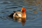 Eurasian Wigeon (anas Penelope) Stock Photo