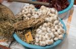 Harvesting Garlic From Farm To Market Stock Photo