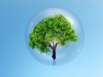 Tree In Bubble Stock Photo