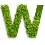 Letter W With Leaves Stock Photo