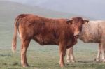 Bunch Of Brown Cows Stock Photo