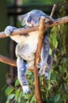 Koala By Itself In A Tree Stock Photo