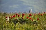 Red Flowers Blooming In A Spring Meadow Stock Photo