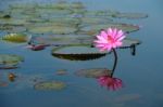 Beautiful Blossom Lotus Flower In Thailand Pond Stock Photo