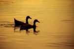 Silhouette Animal Stock Photo