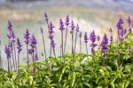 Blue Salvia Plant Stock Photo