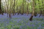 Sussex Bluebells Stock Photo