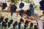 Bunches Of Grapes Hang From A Vine Stock Photo