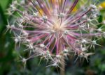 Agapanthus Seed Head In An English Garden Stock Photo