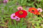 Colorful Zinnia Flower Stock Photo