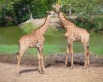 Masai Giraffe Stock Photo