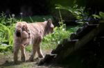 Northern Lynx ( Felis Lynx Lynx) Stock Photo