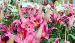 Beautiful Pink Lily In Winter Field Stock Photo