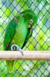 Yellow Head Macaw Stock Photo