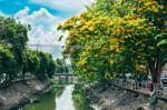 Pterocarpus Macrocarpas Tree Landscape Stock Photo