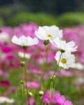 White Cosmos Flowers Stock Photo