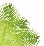 Palm Leaf Isolated On White Background Stock Photo