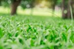 Grass And Nature In Garden Stock Photo