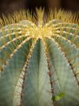 Cactus Close-up Stock Photo