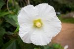 White Hibiscus Or Shoe Flower (chaba) Stock Photo