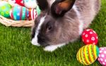 Rabbit And Easter Eggs In Green Grass Stock Photo