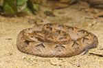 Close Up Of Malayun Pit Viper, Focus At Eyes Stock Photo