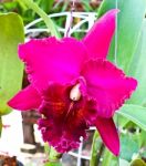 Violet Cattleya Orchid Flower Stock Photo