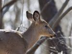 Isolated Photo Of An Awake Wild Deer In The Forest Stock Photo