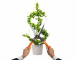 Cutting Us Dollar Plant Stock Photo