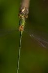 Southern Emerald Damselfly (lestes Barbarus) Insect Stock Photo