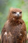 Black Kite Stock Photo