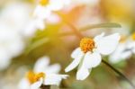 White Flowers Under Sunlight Stock Photo