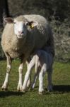 Mother Sheep Feeding Her Baby Stock Photo