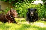 Dog Posing Stock Photo