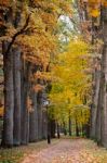 Autumn October Colorful Park. Foliage Trees Alley Stock Photo