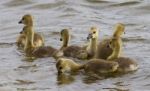 Young Geese Are Swimming Stock Photo