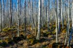 Birch Tree Forest On A Swamp Stock Photo