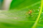 Spider On Leaf Stock Photo