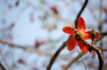 Bombax Ceiba Tree Stock Photo