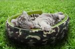 Baby White Tiger Laying In A Mattress Stock Photo