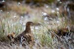 Female Red Grouse (lagopus Lagopus Scotica) Stock Photo