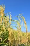 Paddy Rice Stock Photo