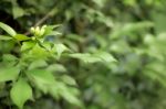 Orange Jessamine Flowers Stock Photo