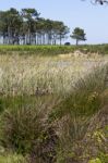 Small Patch Of Trees And Pond Stock Photo